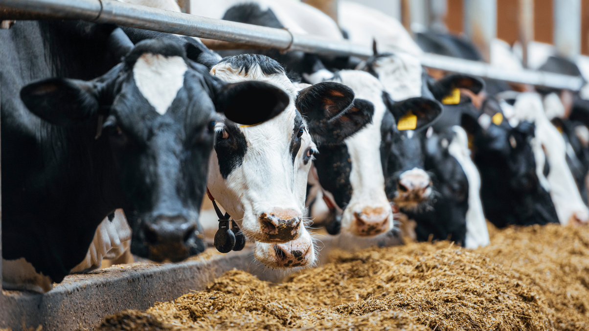 Modern spacious automated dairy cow milk farm.